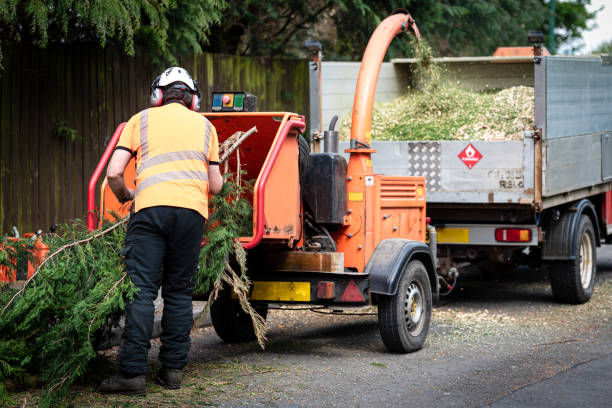 Reliable Middletown, DE Tree Removal Solutions